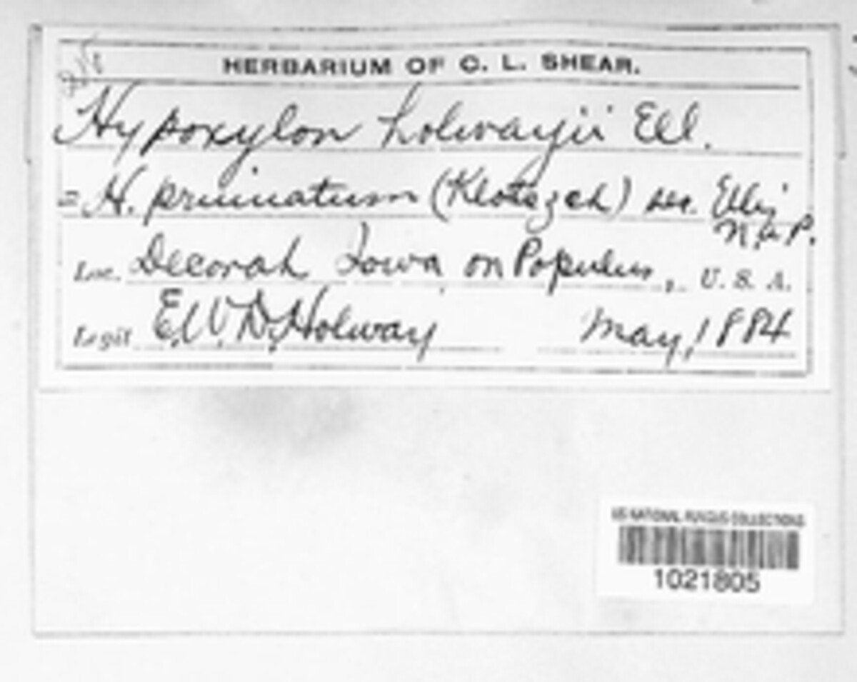 Hypoxylon holwayanum image